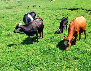 华人策略hrceluebbs